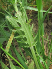 Valerianella uncinata