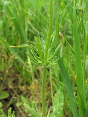 Valerianella uncinata