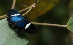 Heliconius sara elektra