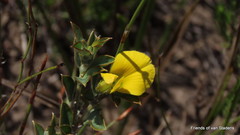 Argyrolobium collinum