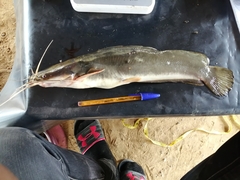 Heterobranchus isopterus