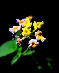 Lantana camara