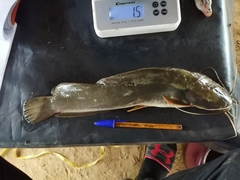 Heterobranchus isopterus