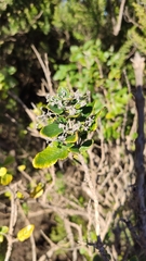 Bystropogon canariensis