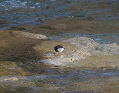 Cinclus cinclus aquaticus