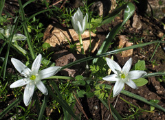 Ornithogalum montanum