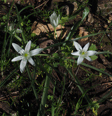 Ornithogalum montanum