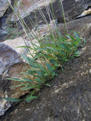 Valeriana jelenevskyi