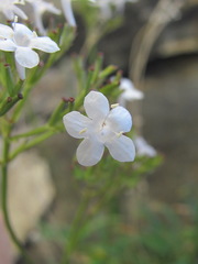 Valeriana jelenevskyi