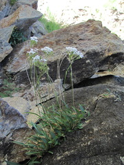 Valeriana jelenevskyi