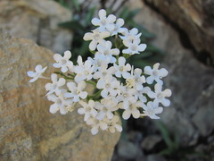 Valeriana jelenevskyi