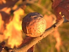 Andricus infectorius