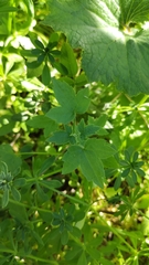 Drusa glandulosa