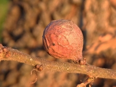 Andricus infectorius