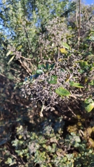 Bystropogon canariensis