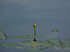 Nuphar sagittifolia
