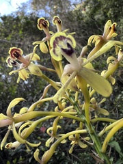 Epidendrum scytocladium