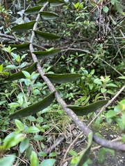Epidendrum scytocladium