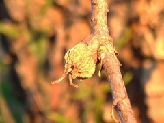 Andricus galeatus