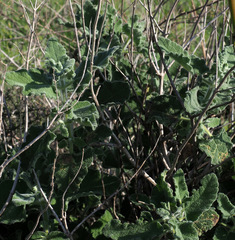 Salvia dominica