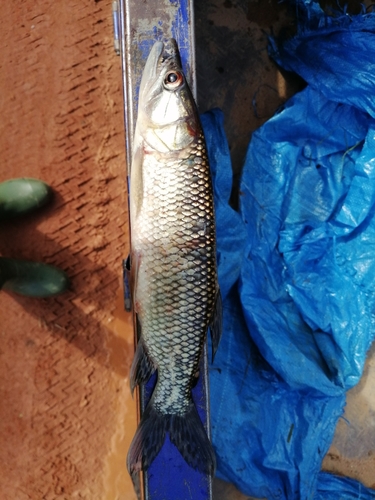 African pike (Hepsetus odoe) — Hepsetidae — 5