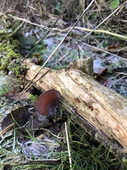 Auricularia auricula-judae