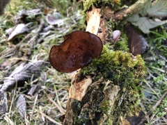 Auricularia auricula-judae