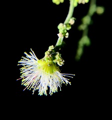 Pithecellobium dulce