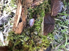 Auricularia auricula-judae