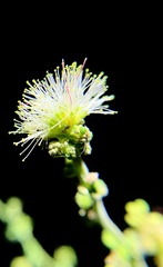 Pithecellobium dulce