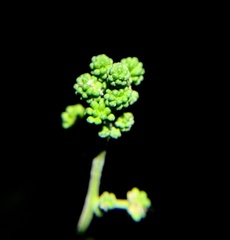 Pithecellobium dulce