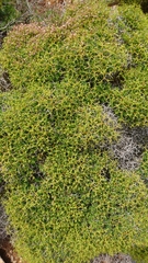 Euphorbia acanthothamnos