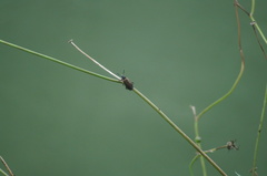 Lagria villosa