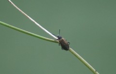 Lagria villosa
