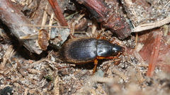 Chlaenius laticollis