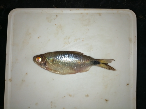 Long-fin Tetra