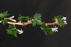 Ribes oxyacanthoides setosum