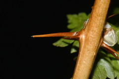 Ribes oxyacanthoides setosum