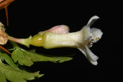 Ribes oxyacanthoides setosum