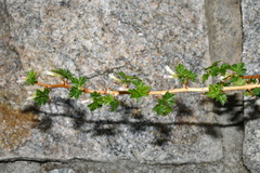 Ribes oxyacanthoides setosum