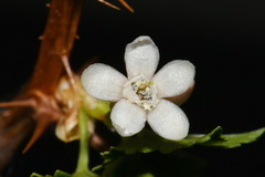 Ribes oxyacanthoides setosum