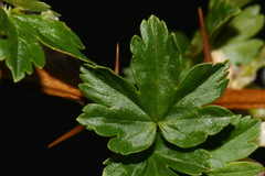 Ribes oxyacanthoides setosum