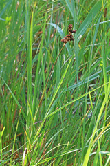 Juncus saximontanus