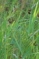 Juncus saximontanus