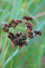 Juncus saximontanus