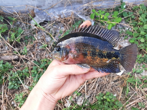 Redhead cichlid (Vieja melanura) — Cichlidae — 3