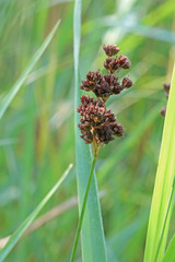 Juncus saximontanus