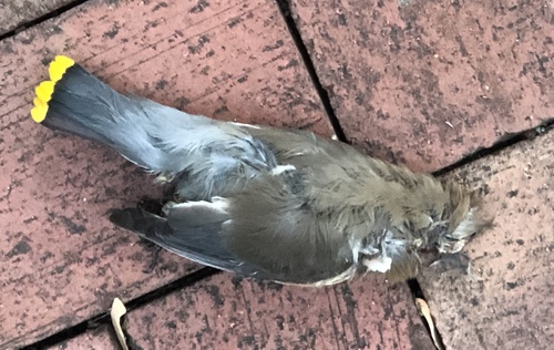 Cedar Waxwing photographed in Georgia
