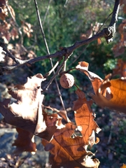 Andricus infectorius