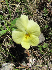 Viola oreades